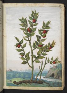 Ruscus aculeatus: En plante, der bærer røde bær, fra "Paintings of Flora of the Roman States" af Gherardo Cibo, Add MS 22333, f023r, c.1564-84 (akvarel og gouache på papir)