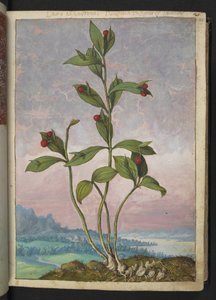 Ruscus hypoglossum: En plante med røde bær, fra "Paintings of Flora of the Roman States" af Gherardo Cibo, Add MS 22333, f024r, c.1564-84 (akvarel og gouache på papir)