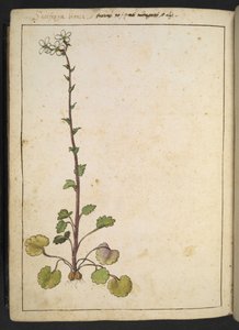 Saxifraga bianca, alpeblomst med hvide kronblade, fra "Paintings of Flora of the Roman States" af Gherardo Cibo, Tilføj MS 22333, f180v, c.1564-84 (akvarel & gouache på papir) af Gherardo Cibo