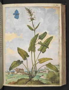 Stachys officinalis, fra "Paintings of Flora of the Roman States" af Gherardo Cibo, Tilføj MS 22333, f093r, c.1564-84 (akvarel og gouache på papir) af Gherardo Cibo
