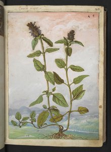 Symphytum bulbosum (Bulbous Comfrey), fra "Paintings of Flora of the Roman States" af Gherardo Cibo, Add MS 22333, f031r, c.1564-84 (akvarel & gouache på papir) af Gherardo Cibo