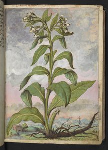 Symphytum officinale (Comfrey), fra "Paintings of Flora of the Roman States" af Gherardo Cibo, Add MS 22333, f029r, c.1564-84 (akvarel & gouache på papir) af Gherardo Cibo