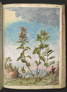 Teucrium chamaedrys (Wall Germander), fra "Paintings of Flora of the Roman States" af Gherardo Cibo, Add MS 22333, f159r, c.1564-84 (akvarel & gouache på papir) af Gherardo Cibo