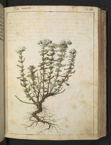 Teucrium montanum, fra "Paintings of Flora of the Roman States" af Gherardo Cibo, Add MS 22333, f068r, c.1564-84 (akvarel & gouache på papir) af Gherardo Cibo