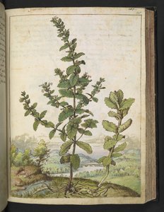 Teucrium scordium, fra "Paintings of Flora of the Roman States" af Gherardo Cibo, Add MS 22333, f105r, c.1564-84 (akvarel og gouache på papir) af Gherardo Cibo