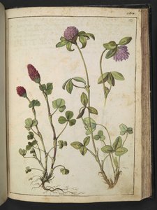 Trifolium incarnatum & Trifolium pratens, fra "Paintings of Flora of the Roman States" af Gherardo Cibo, Add MS 22333, f151r, c.1564-84 (akvarel & gouache på papir) af Gherardo Cibo