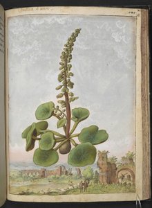 Umbilicus rupestris (Navleurt): Spiselig blomstrende plante, fra "Paintings of Flora of the Roman States" af Gherardo Cibo, Tilføj MS 22333, f162r, c.1564-84 (akvarel & gouache på papir)