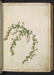 Veronica, fra "Paintings of Flora of the Roman States" af Gherardo Cibo, Tilføj MS 22333, f048r, c.1564-84 (akvarel og gouache på papir) af Gherardo Cibo