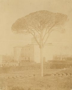 [Træ i formel have udenfor Palazzo], 1860