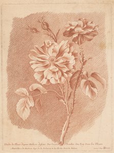 Bloemen Study of Flower after Nature tegnet af tessier Painter of Roy For Flowers (titel på objekt)