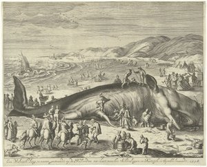 Strandet hval ved Berckhey, 1598 En hval lang 70 fod, strandet på den hollandske havkyst, mellem Schevelingen og Katwyk, i Sprokkelmaandt, 1598 (titel på objektet) af Gilliam van der Gouwen