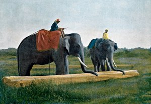 Elefanter flytter en træstamme, Ceylon, c1890 af Gillot