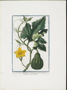 Grøntsagstryk, fra Hortus Romanus, Vol. I eller II, 1772-93 (stipstik, håndfarvet gouache) af Giorgio Bonelli