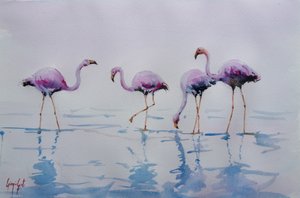 Rosa flamingoer i vandet af Giorgio Gosti