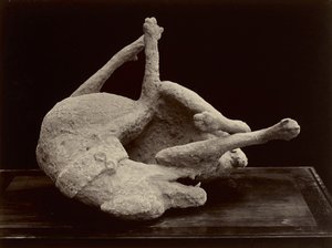 Hund, Pompeji, ca. 1870 (albumin sølvtryk fra glasnegativ)
