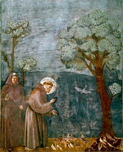 Episode af Saint Francois af Assisis liv (San Francesco): "" Fuglenes prædikation""" Fresco af Giotto (Ambrogio di Bondone)