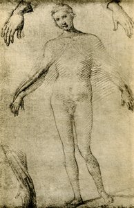 Modelstudie til en jomfru Maria som mater misericordiae af Giovanni Antonio Bazzi Sodoma