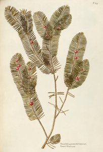 Europæisk taks (Taxus baccata), Taxaceae af Giovanni Antonio Bottione, akvarel af Giovanni Antonio Bottione