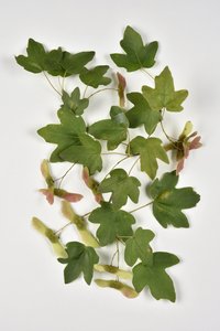 Campestre Acer/Country Maple/Small Maple af Phillipe de Marlier