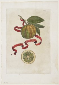 Aurantium Virgatum, fra Hesperides, 1646 af Giovanni Battista Ferrari