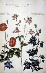 Botanisk tavle: tre slags Ancolies (Aquilegia) - I ""Praktisk botanisk historie, eller planter, der er relevante for brugen af ​​medier, nomenklatur, beskrivelse og dyder..."" af Giovanni Battista Morandi (? - 1761) af Giovanni Battista Morandi