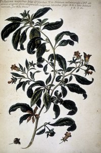 Botanisk kort: Belladona (Belladona Majoribus Folys) - I ""Praktisk botanisk historie, eller planter, der er relevante for brugen af ​​medier, nomenklatur, beskrivelse og dyder..."" af Giovanni Battista Morandi (? - 1761) af Giovanni Battista Morandi