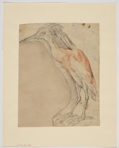 Heron, recto (kridt på papir) af Giovanni da Udine (after)