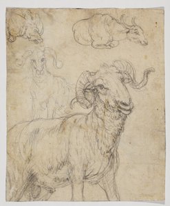 Vædder og bøfler, verso (kridt- og akvareltegning) af Giovanni da Udine (after)