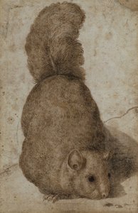 Et egern (pen og blæk) af Giovanni da Udine (attr. to)