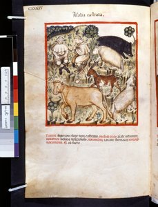 Theatrum sanitatis af Ububchasym de Baldach: 