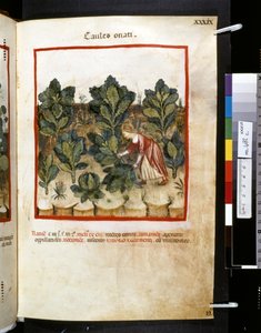 Theatrum sanitatis af Ububchasym de Baldach: 