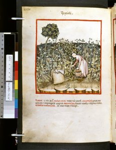 Theatrum sanitatis af Ububchasym de Baldach: 