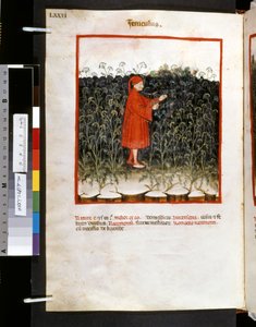 Theatrum sanitatis af Ububchasym de Baldach: 