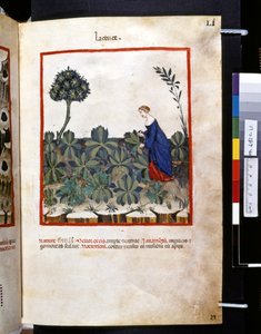 Theatrum sanitatis af Ububchasym de Baldach: 
