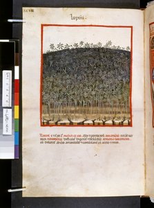 Theatrum sanitatis af Ububchasym de Baldach: 