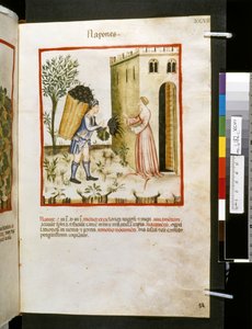 Theatrum sanitatis af Ububchasym de Baldach: 