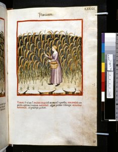 Theatrum sanitatis af Ububchasym de Baldach: 