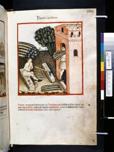 Theatrum sanitatis af Ububchasym de Baldach: "Panis Azimus", første årti af det 14. århundrede (miniature) af Giovannino de