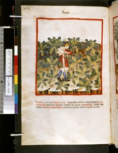 Theatrum sanitatis af Ububchasym de Baldach: "Voldtægt", første årti af det 14. århundrede (miniature) af Giovannino de