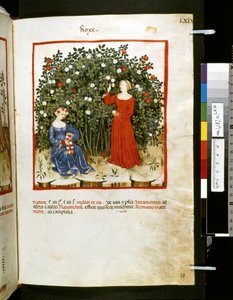 Theatrum sanitatis af Ububchasym de Baldach: 