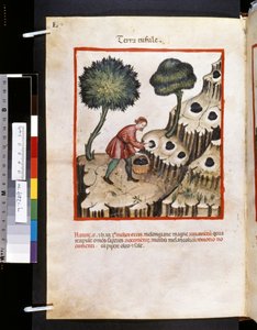 Theatrum sanitatis af Ububchasym de Baldach: "Terra Tufule", første årti af det 14. århundrede (miniature) af Giovannino de