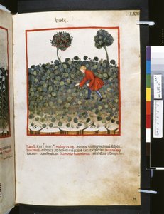 Theatrum sanitatis af Ububchasym de Baldach: 