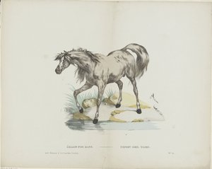 Étalon pur sang / Hingste fuldblod (titel på objekt) af Glenisson and Van Genechten