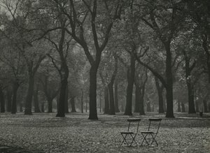 Efterårstræer i Hyde Park, London