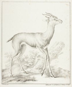 Antilope af Gottfried Engelmann