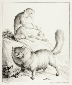 Kat og abe af Gottfried Engelmann