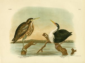 Australian Bittern, 1891 af Gracius Broinowski