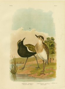australsk guldhøne eller stillehavsgylden, 1891 af Gracius Broinowski