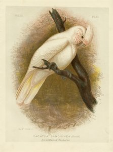 Blodplettet kakadue, 1891 af Gracius Broinowski