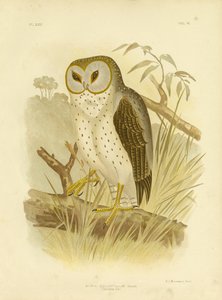 Delikat ugle, 1891 af Gracius Broinowski